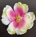magnolia.jpg