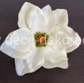 magnolia.jpg