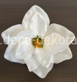 magnolia.jpg