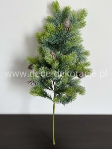 Gałązka iglasta z szyszkami